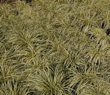 Carex oshimensis 'Evergold' 
