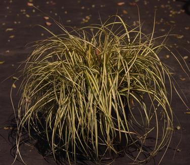 Carex oshimensis 'Evergold' - Golden Sedge
