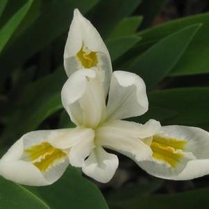 Iris cristata Alba