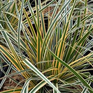 Carex morrowii EverColor® 'Everglow'