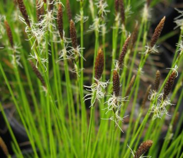 Carex pensylvanica - Pennsylvania Sedge