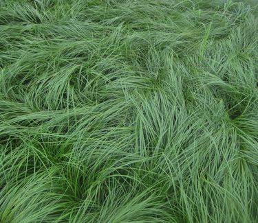 Carex pensylvanica - Pennsylvania Sedge