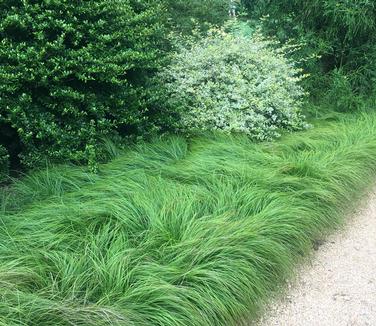 Carex pensylvanica - Pennsylvania Sedge 