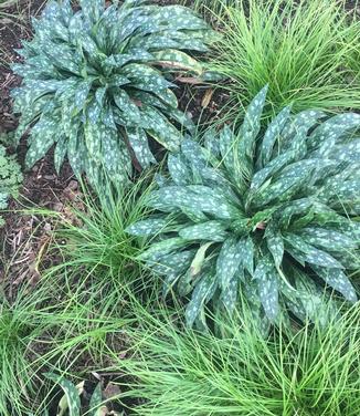 Carex pensylvanica - Pennsylvania Sedge