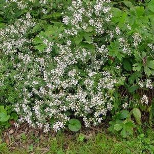 Aster divaricatus Eastern Star