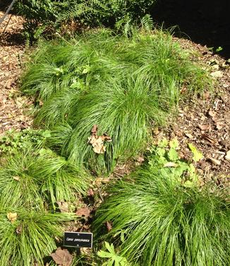 Carex pensylvanica @ Scott Arb