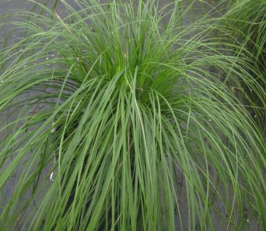 Carex pensylvanica - Pennsylvania Sedge