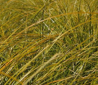 Carex testacea Prairie Fire