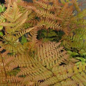 Dryopteris erythrosora Brilliance™