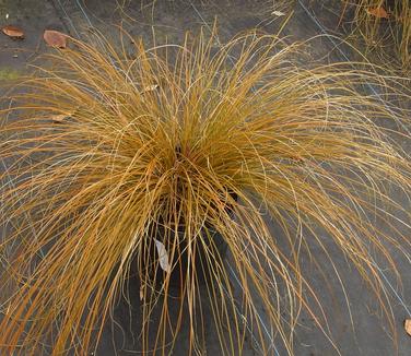 Carex testacea Prairie Fire