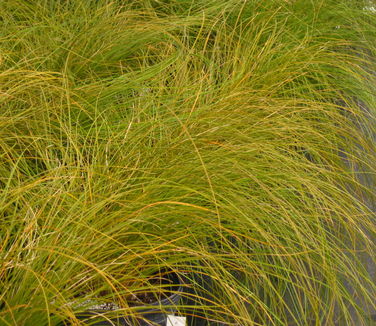 Carex testacea Prairie Fire