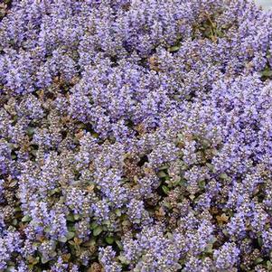 Ajuga reptans Chocolate Chip