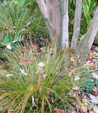 Carex testacea Prairie Fire 