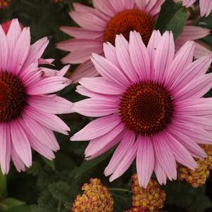 Echinacea purpurea Magnus