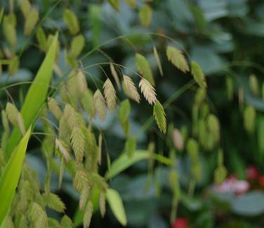 Chasmanthium latifolium