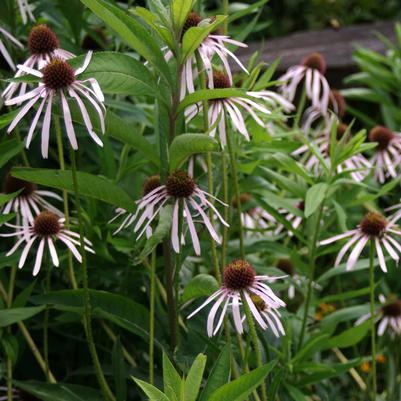 Echinacea pallida 