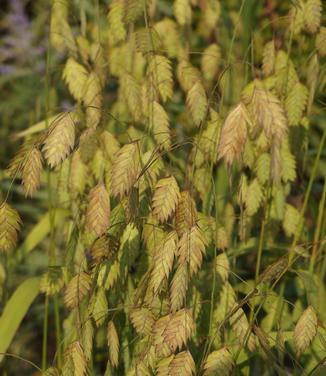 Chasmanthium latifolium