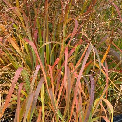 Panicum virgatum Cape Breeze