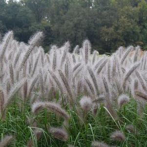 Pennisetum alopecuroides Red Head