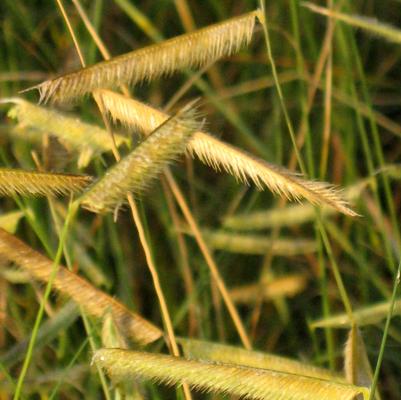 Bouteloua gracilis Blonde Ambition