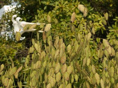 Chasmanthium latifolium - Northern Sea Oats