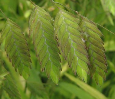 Chasmanthium latifolium - Northern Sea Oats 