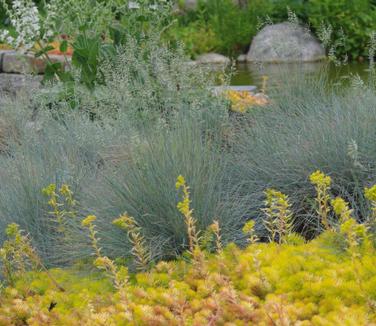 Festuca glauca 'Elijah Blue' (@ Maine Bot Garden)