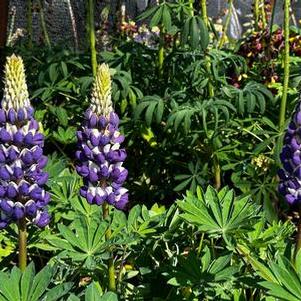 Lupine polyphyllus Westcountry™ 'Blacksmith'