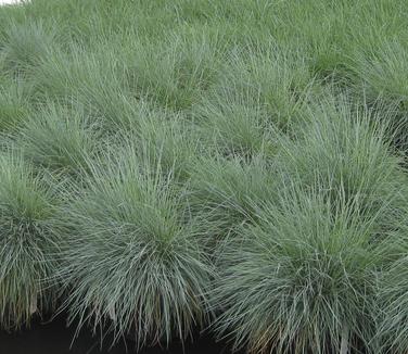 Festuca glauca Elijah Blue