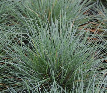 Festuca glauca 'Elijah Blue' 