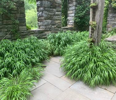 Hakonechloa macra - Hakone Grass (@ Chanticleer)