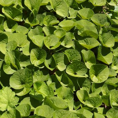 Asarum canadense 