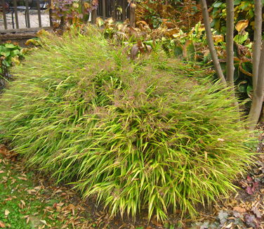 Hakonechloa macra 'All Gold' 