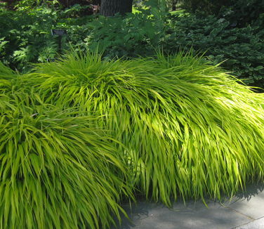 Hakonechloa macra All Gold - Gold Hakone Grass 