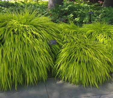 Hakonechloa macra All Gold (NYBG)