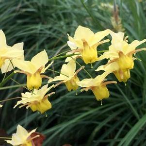 Epimedium x perralchicum Frohnleiten