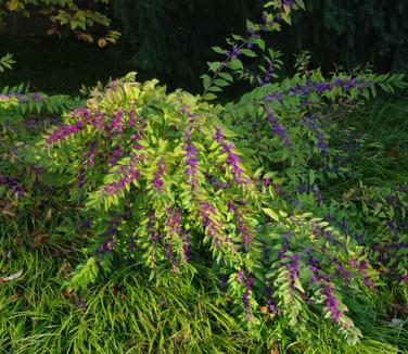 Callicarpa dichotoma Early Amethyst @ Scott Arb