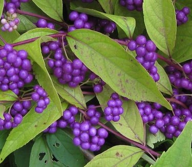 Callicarpa dichotoma Early Amethyst - Beautyberry 