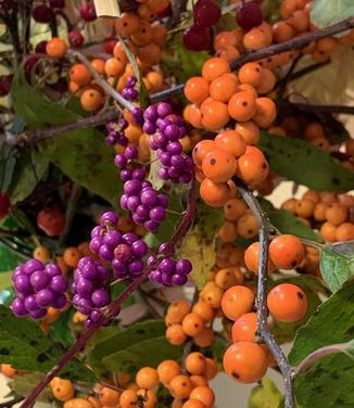 Callicarpa dichotoma 'Early Amethyst' - Beautyberry