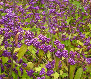 Callicarpa dichotoma 'Early Amethyst'