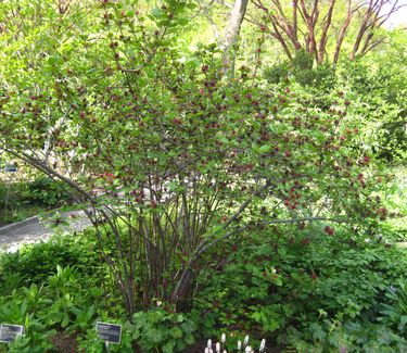 Calycanthus floridus