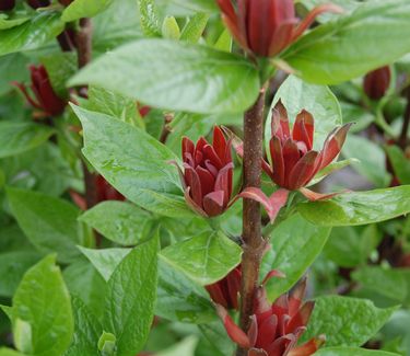 Calycanthus floridus - Sweetshrub