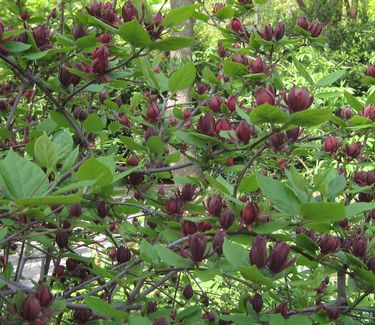 Calycanthus floridus