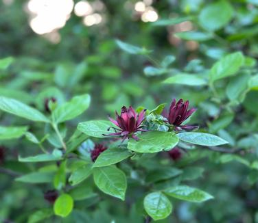 Calycanthus floridus - Sweetshrub