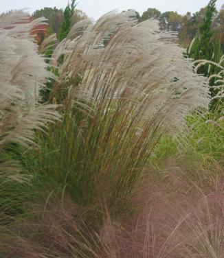 Miscanthus sinensis Gracillimus (@ Hoffmann Nursery)