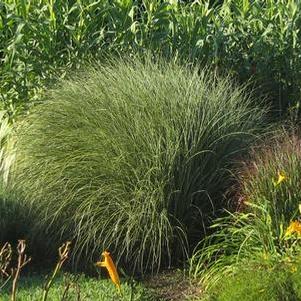 Miscanthus sinensis Morning Light