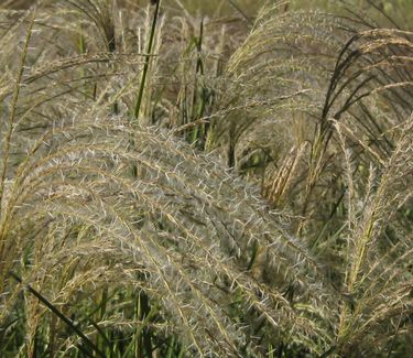 Miscanthus sinensis Gracillimus