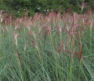 Miscanthus sinensis 'Gracillimus' - Maiden Grass