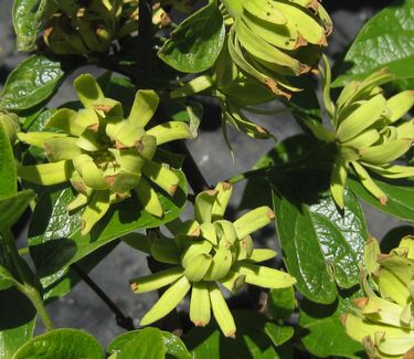 Calycanthus floridus 'Athens' ('Katherine') 