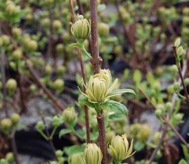 Calycanthus floridus 'Athens' ('Katherine')